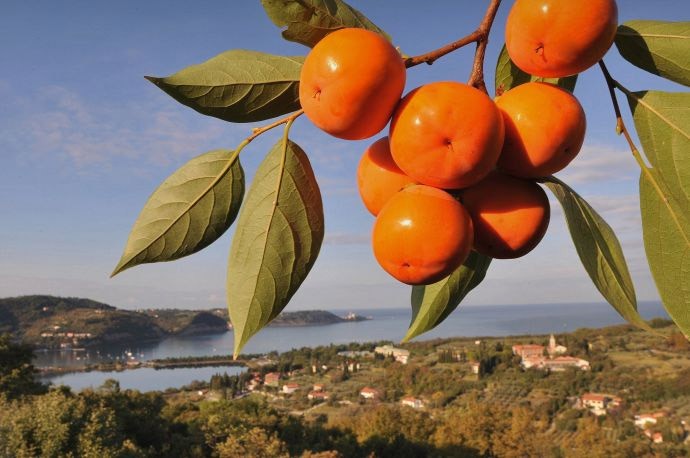 Strunjan-praznik kakijev, 1 dan, samo od 38€