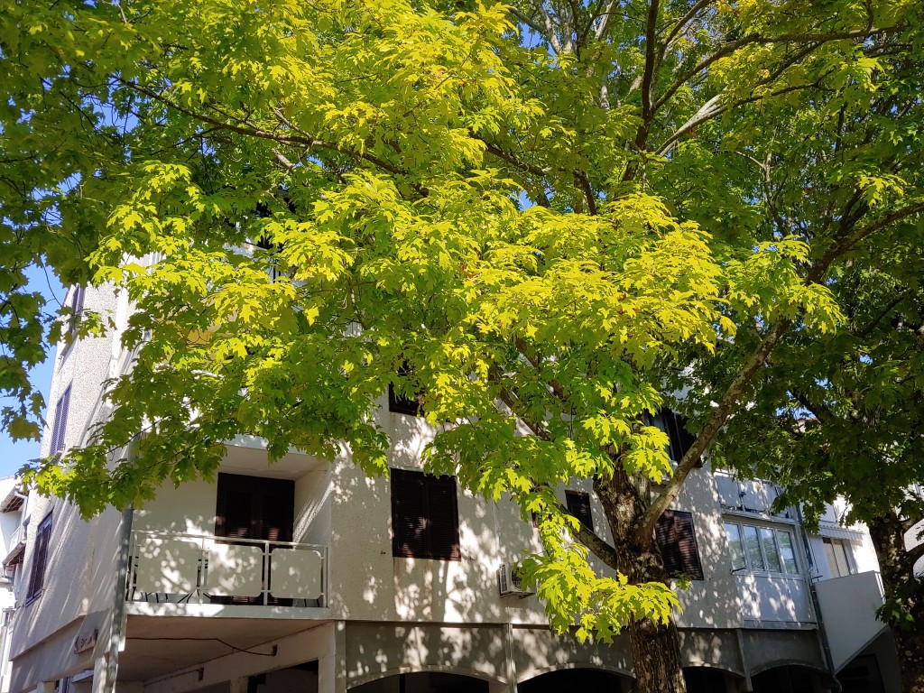 Apartma Park Učka 3* 